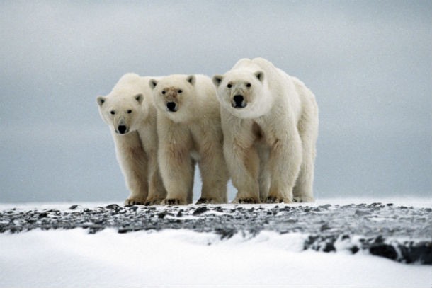 webcamera jegesmedvékről